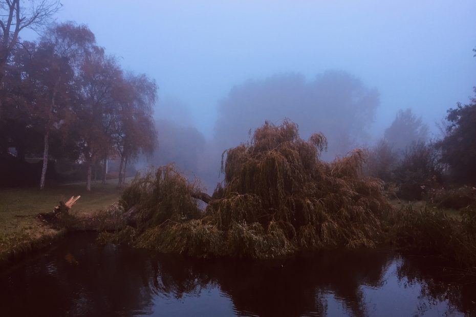 Fallen tree in Heemskerk