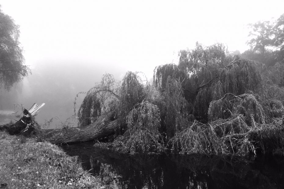 Photo of a fallen tree