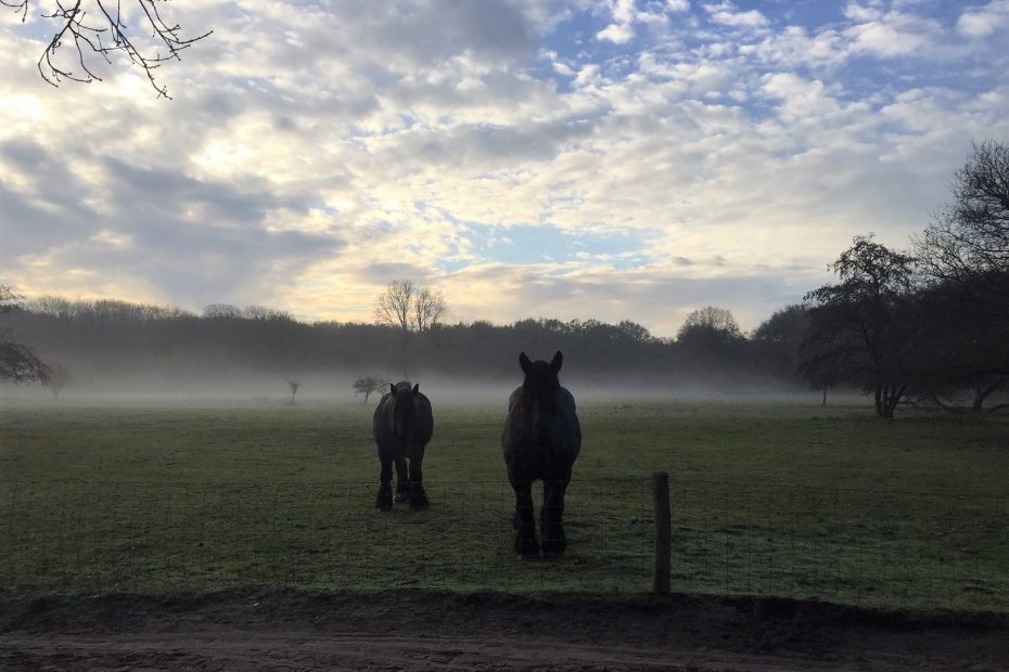 Paard