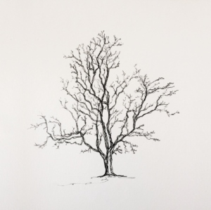 Tree for trees