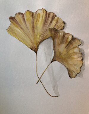 Ginkgo leaves