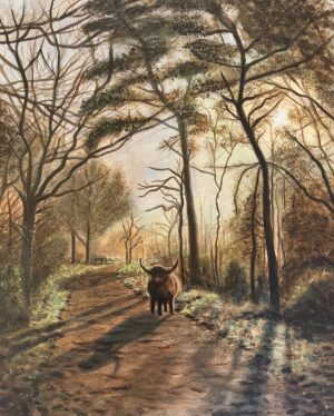 Schotse hooglander in de Heemskerkse duinen
